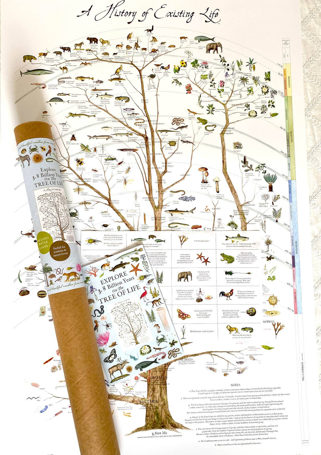 Phylogenetic Tree Poster